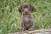 Orange Collar, a male German Shorthaired Pointer for sale in Tully, NY – 1 of 6