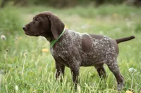 Green Collar, a male German Shorthaired Pointer for sale in Tully, NY – 6 of 7