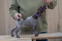 Purple Collar, a female German Shorthaired Pointer for sale in Tully, NY – 7 of 7