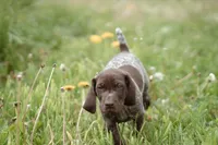 Orange Collar, a male German Shorthaired Pointer for sale in Tully, NY – 5 of 6
