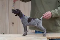 Purple Collar, a female German Shorthaired Pointer for sale in Tully, NY – 6 of 7