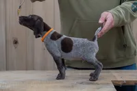 Orange Collar, a male German Shorthaired Pointer for sale in Tully, NY – 6 of 6