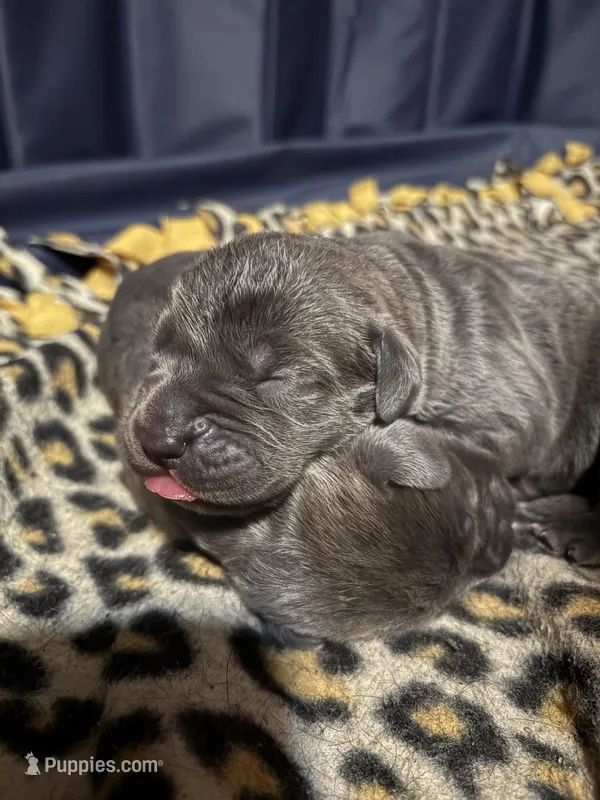 Baby Blue – Cane Corso puppy for sale in Kansas City, MO