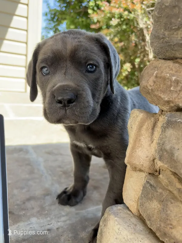 Blue Baby (OBO) – Cane Corso puppy for sale in Kansas City, MO