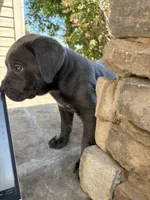 Blue Baby (OBO), a female Cane Corso for sale in Kansas City, MO – Photo 3 of 6