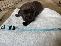 Blue Baby , a female Cane Corso for sale in Kansas City, MO – Photo 1 of 6