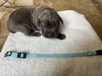 Blue Baby , a female Cane Corso for sale in Kansas City, MO – Photo 2 of 6