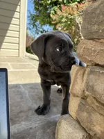 Blue Baby (OBO), a female Cane Corso for sale in Kansas City, MO – Photo 2 of 6