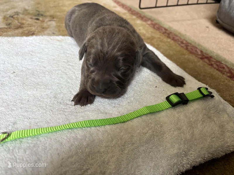 Green Baby – Cane Corso puppy for sale in Kansas City, MO