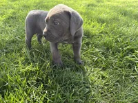 Green Baby (OBO), a female Cane Corso for sale in Kansas City, MO – Photo 3 of 8