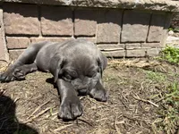 Green Baby (OBO), a female Cane Corso for sale in Kansas City, MO – Photo 5 of 8