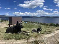 Green Baby, a female Cane Corso for sale in Kansas City, MO – Photo 5 of 6