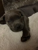 Green Baby (OBO), a female Cane Corso for sale in Kansas City, MO – Photo 2 of 8