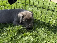 Green Baby (OBO), a female Cane Corso for sale in Kansas City, MO – Photo 4 of 8