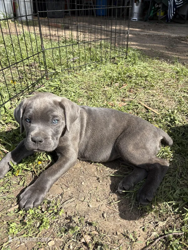 Green Baby (OBO) – Cane Corso puppy for sale in Kansas City, MO