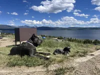 Green Baby, a female Cane Corso for sale in Kansas City, MO – Photo 6 of 6