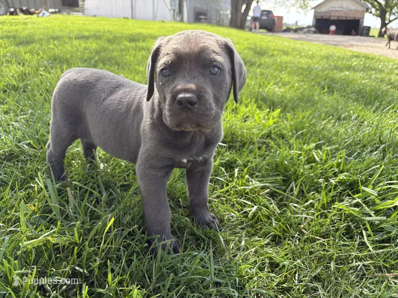Green Baby (OBO) – Cane Corso puppy for sale in Kansas City, MO