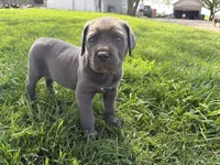 Green Baby (OBO), a female Cane Corso for sale in Kansas City, MO – Photo 1 of 8