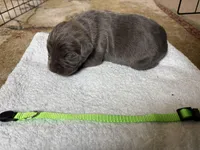 Green Baby, a female Cane Corso for sale in Kansas City, MO – Photo 2 of 6
