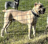 Green Baby, a female Cane Corso for sale in Kansas City, MO – Photo 4 of 6