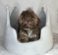 Kizer , a male Shih Tzu for sale in New Braunfels, TX – 4 of 5