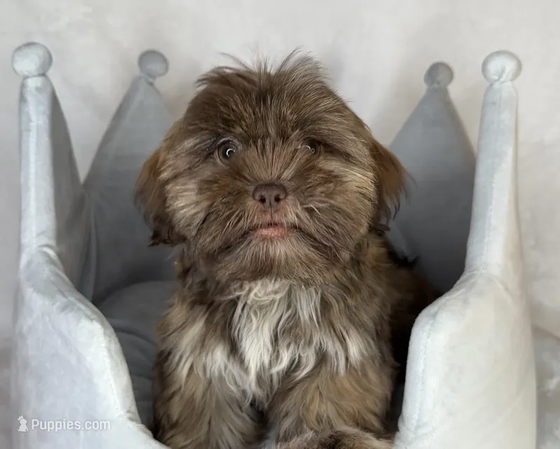 Kizer  – Shih Tzu puppy for sale in New Braunfels, TX