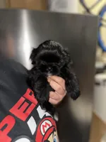 Knight , a male Shih Tzu for sale in New Braunfels, TX – Photo 3 of 4