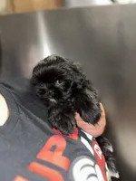 Knight , a male Shih Tzu for sale in New Braunfels, TX – Photo 4 of 4