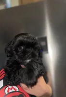 Knight , a male Shih Tzu for sale in New Braunfels, TX – Photo 2 of 4