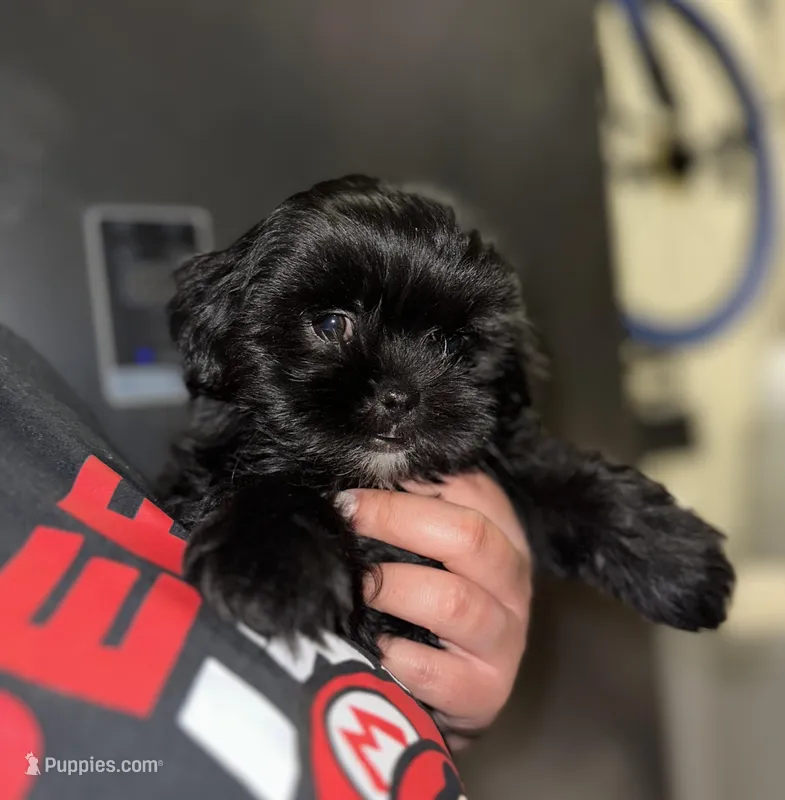 Knight  – Shih Tzu puppy for sale in New Braunfels, TX