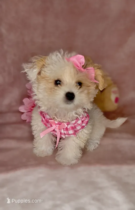 Savy *Adorable&Small🎀 – Maltipoo puppy for sale in New Braunfels, TX