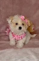 Savy *Adorable&Small🎀, a female Maltipoo for sale in New Braunfels, TX – 1 of 2