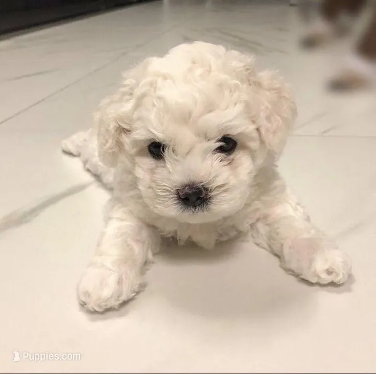 Arlo – Bichon Frise, Maltese puppy for sale in New Braunfels, TX
