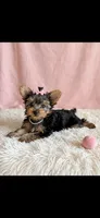 Riley, a female Yorkshire Terrier for sale in New Braunfels, TX – 2 of 3