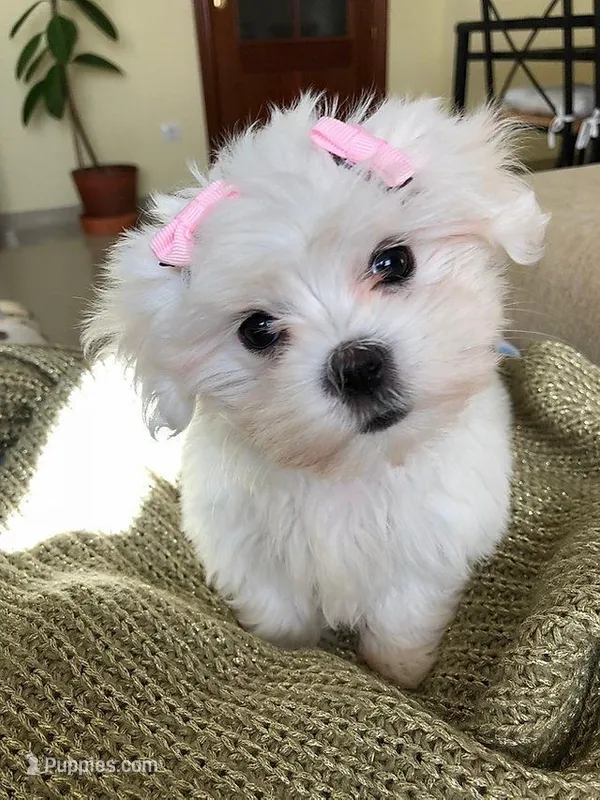Molly – Maltipoo puppy for sale in New Braunfels, TX
