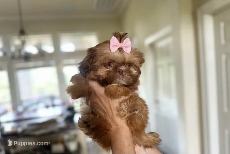 💕TINY IMPERIAL💕830-660-4641 – Shih Tzu puppy for sale in New Braunfels, TX