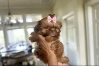 💕TINY IMPERIAL💕830-660-4641, a female Shih Tzu for sale in New Braunfels, TX – 1 of 5