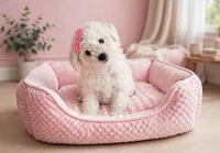Zara, a female Maltipoo for sale in New Braunfels, TX – 1 of 4