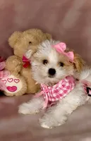 Savy *Adorable&Small🎀, a female Yorkipoo for sale in New Braunfels, TX – 2 of 3