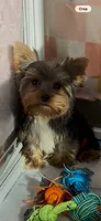 Prince💙830-660-4641⭐️MINI, a male Yorkshire Terrier for sale in New Braunfels, TX – 4 of 5