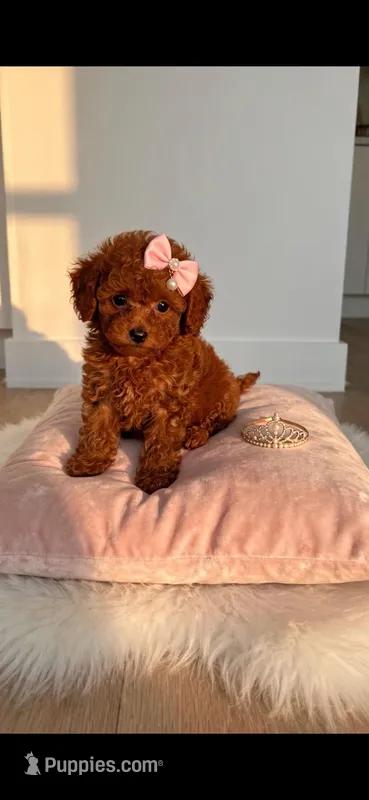 Scarlett  – Poodle - Toy  puppy for sale in New Braunfels, TX
