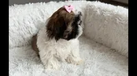 Sassy, a female Shih Tzu for sale in New Braunfels, TX – 2 of 2