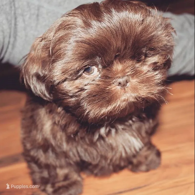 Choco /Liver nose 🍫 – Shih Tzu puppy for sale in New Braunfels, TX