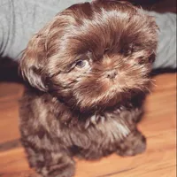 Choco /Liver nose 🍫, a male Shih Tzu for sale in New Braunfels, TX – 1 of 1