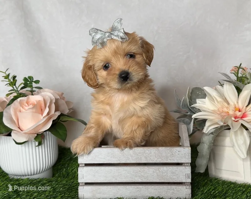 Daisy  – Shih Tzu puppy for sale in New Braunfels, TX