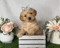 Daisy , a female Shih Tzu for sale in New Braunfels, TX – 1 of 3