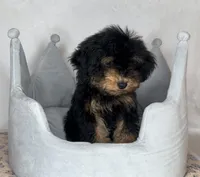 Donnie , a male Poodle - Toy  for sale in New Braunfels, TX – 4 of 4