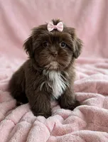 Darla🩷830-660-4641, a female Shih Tzu for sale in New Braunfels, TX – 2 of 3