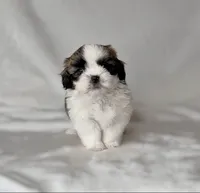 Benny , a male Shih Tzu for sale in New Braunfels, TX – 3 of 3