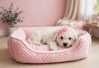 Zara, a female Maltipoo for sale in New Braunfels, TX – 2 of 4